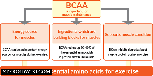 What are BCAAs?
